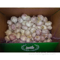 Good Quality Fresh Normal White Garlic